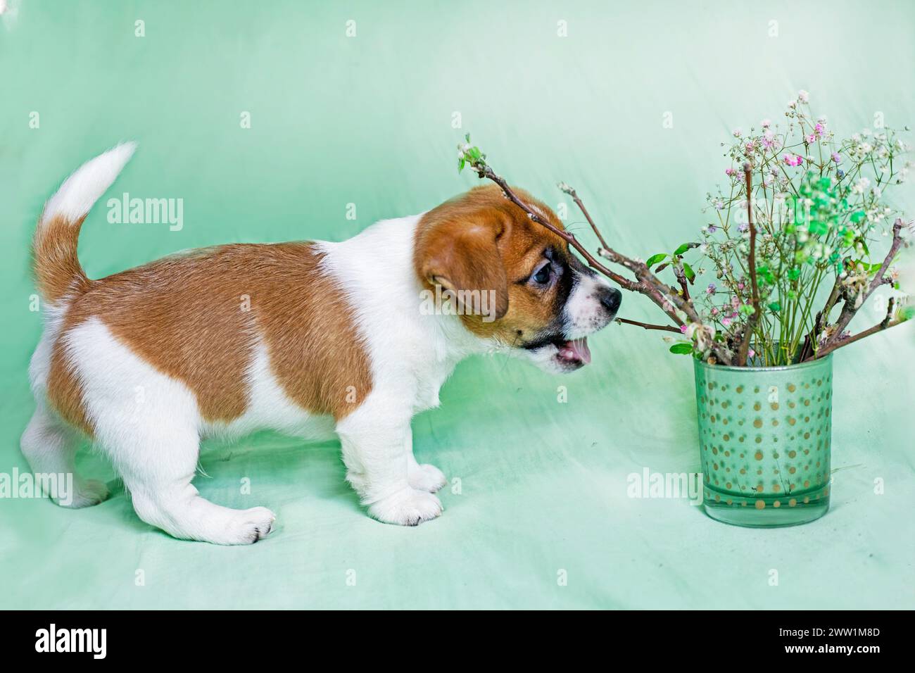 Der schöne kleine Jack Russell Terrier-Welpe schnüffelt Zweige mit blühenden Blättern. Der Frühling ist gekommen, Ostersonntag Stockfoto