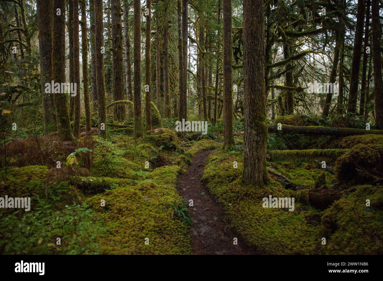 Spazieren Sie Im Mossy Woods Stockfoto