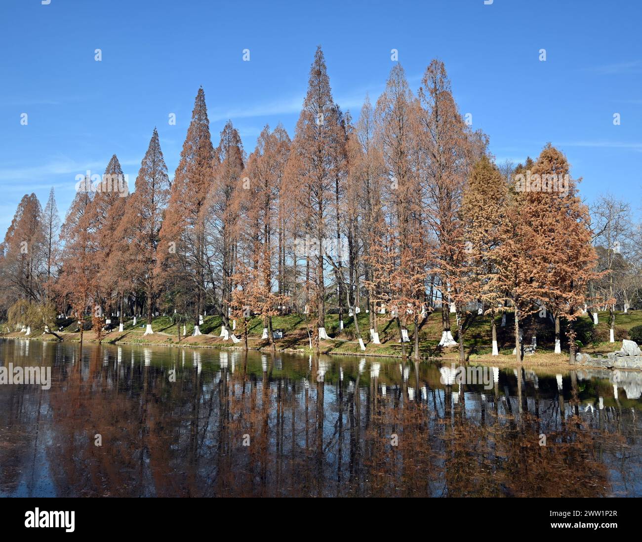 Bäume färben sich unter blauem Himmel am sonnigen Nachmittag im Herbst im Park rot Stockfoto