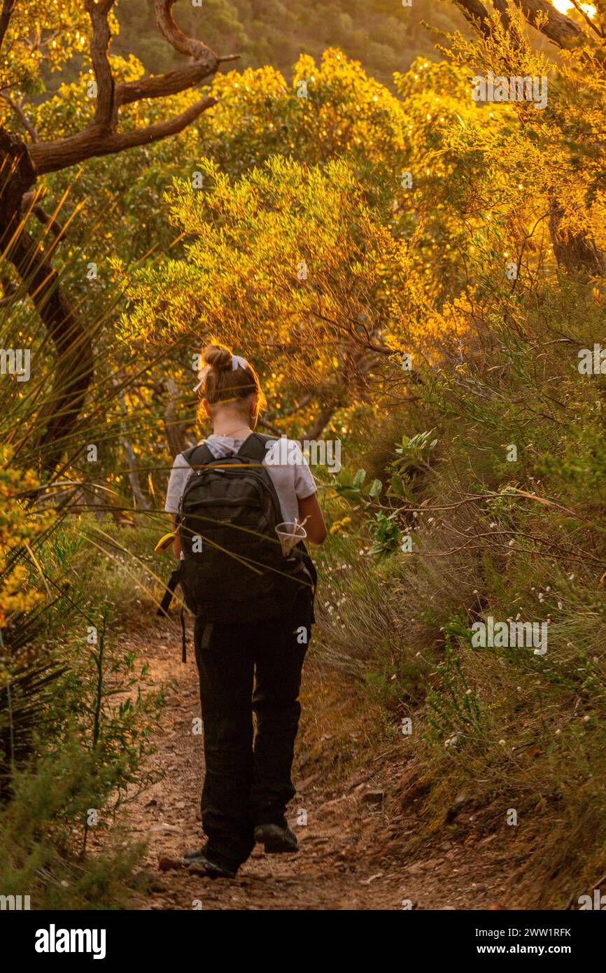 Ein Wanderer wandert durch einen strahlenden Wald, der im Licht des Sonnenuntergangs getaucht ist. Stockfoto