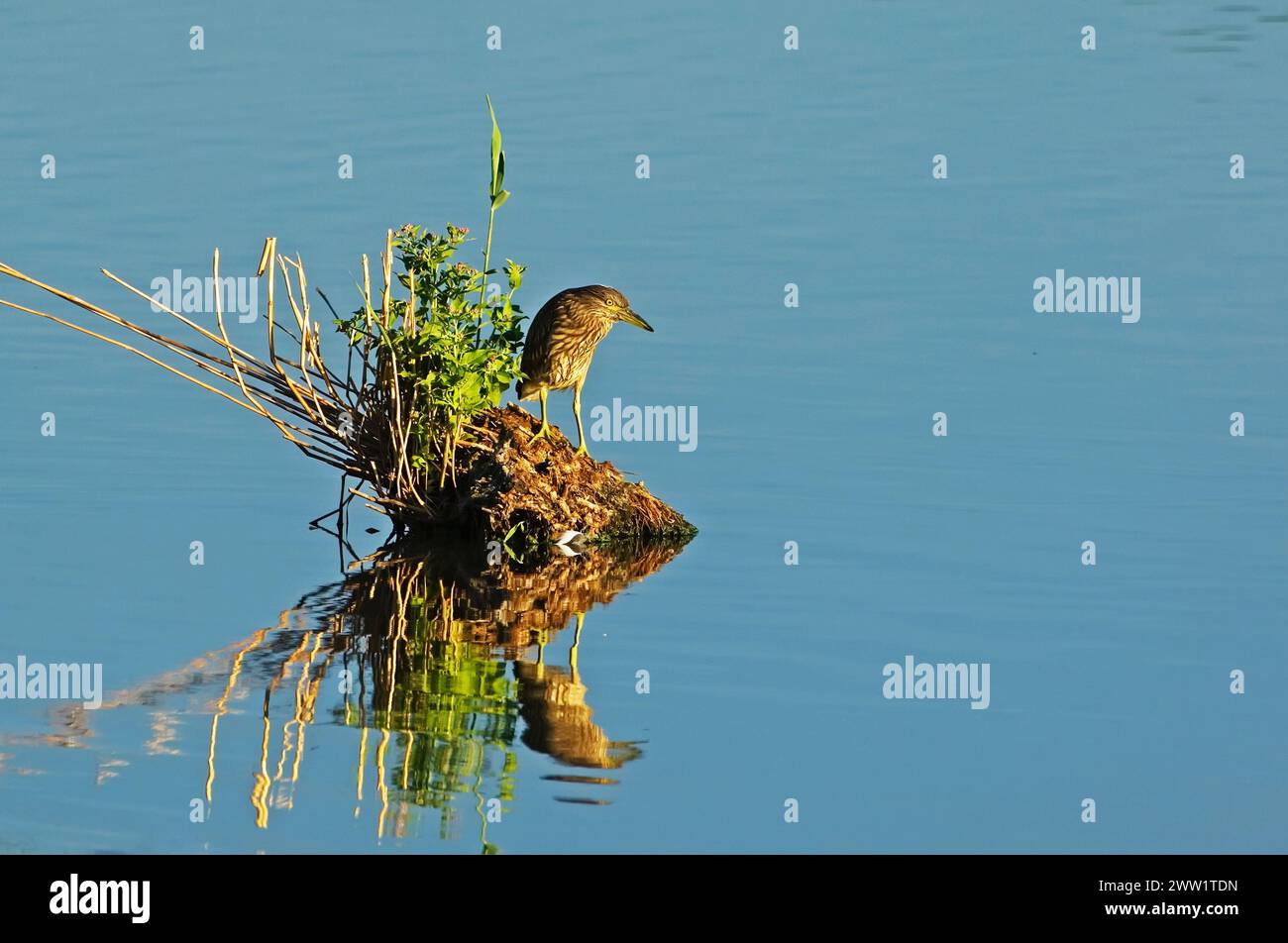 Der junge Schwarzkronen-Nachtreiher, Nycticorax nycticorax, im Salzmarschhabitat. Gateway NRA, New York. Stockfoto