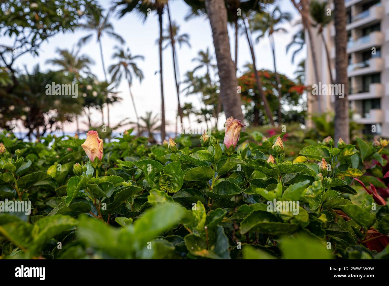 Hibiskus-Pflanzen zieren die Gärten des Kaanapali Beach in Lahaina, Hawaii auf der Insel Maui. Stockfoto