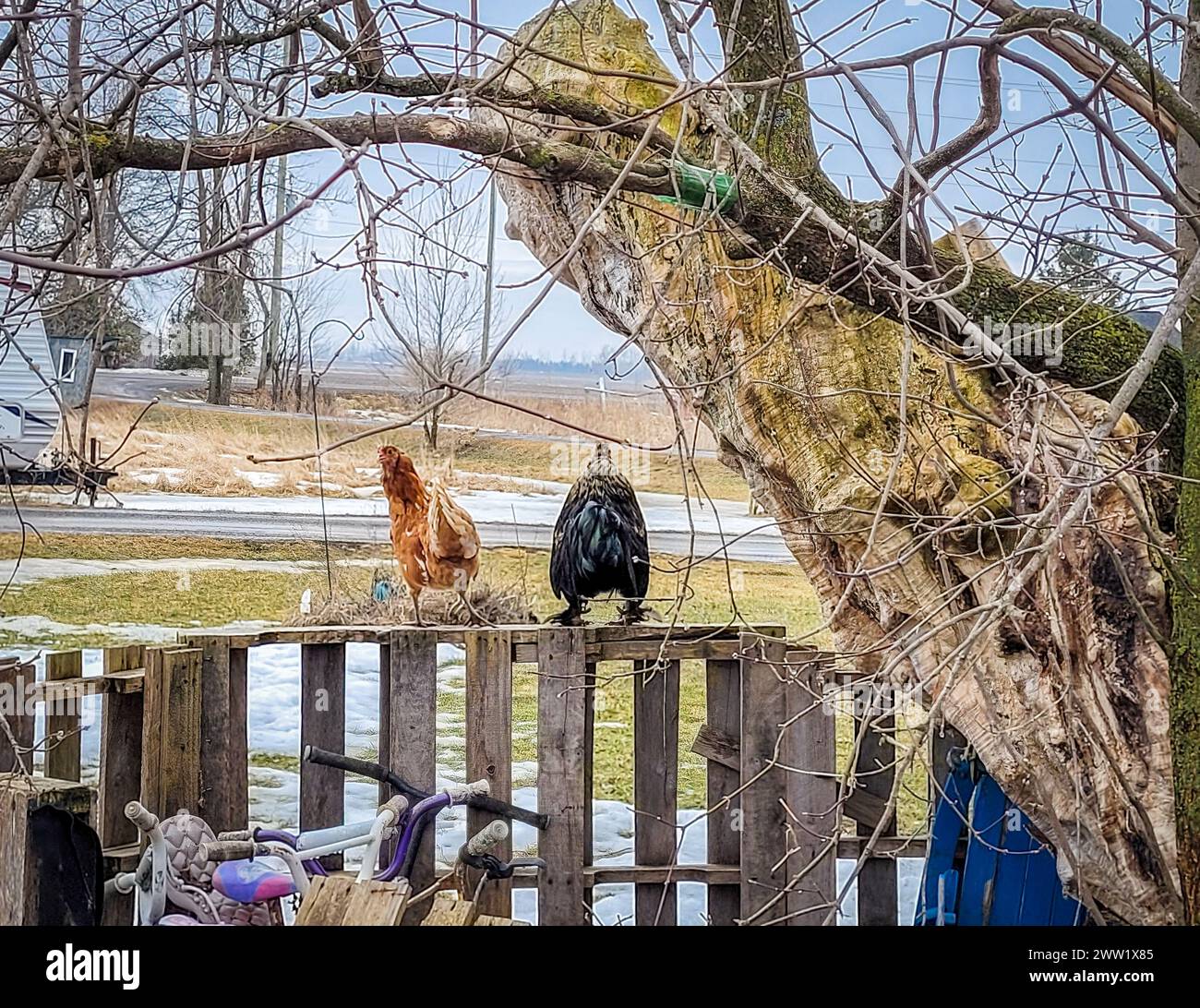 Hühner hängen in lässiger Kameradschaft rum. Stockfoto