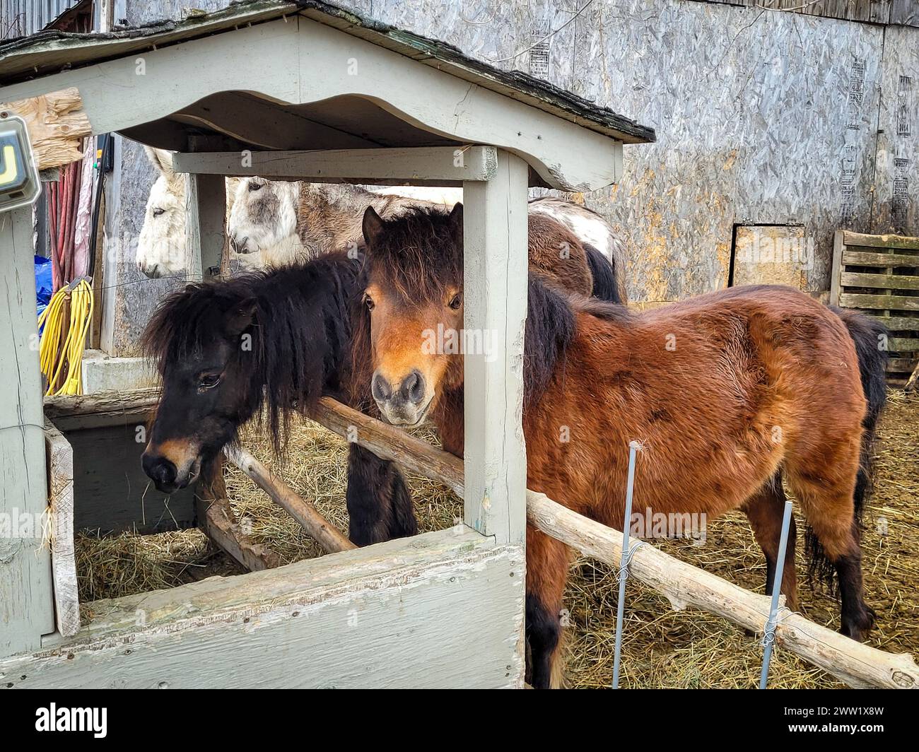 Esel sagen Hallo im herzerwärmenden Moment Stockfoto