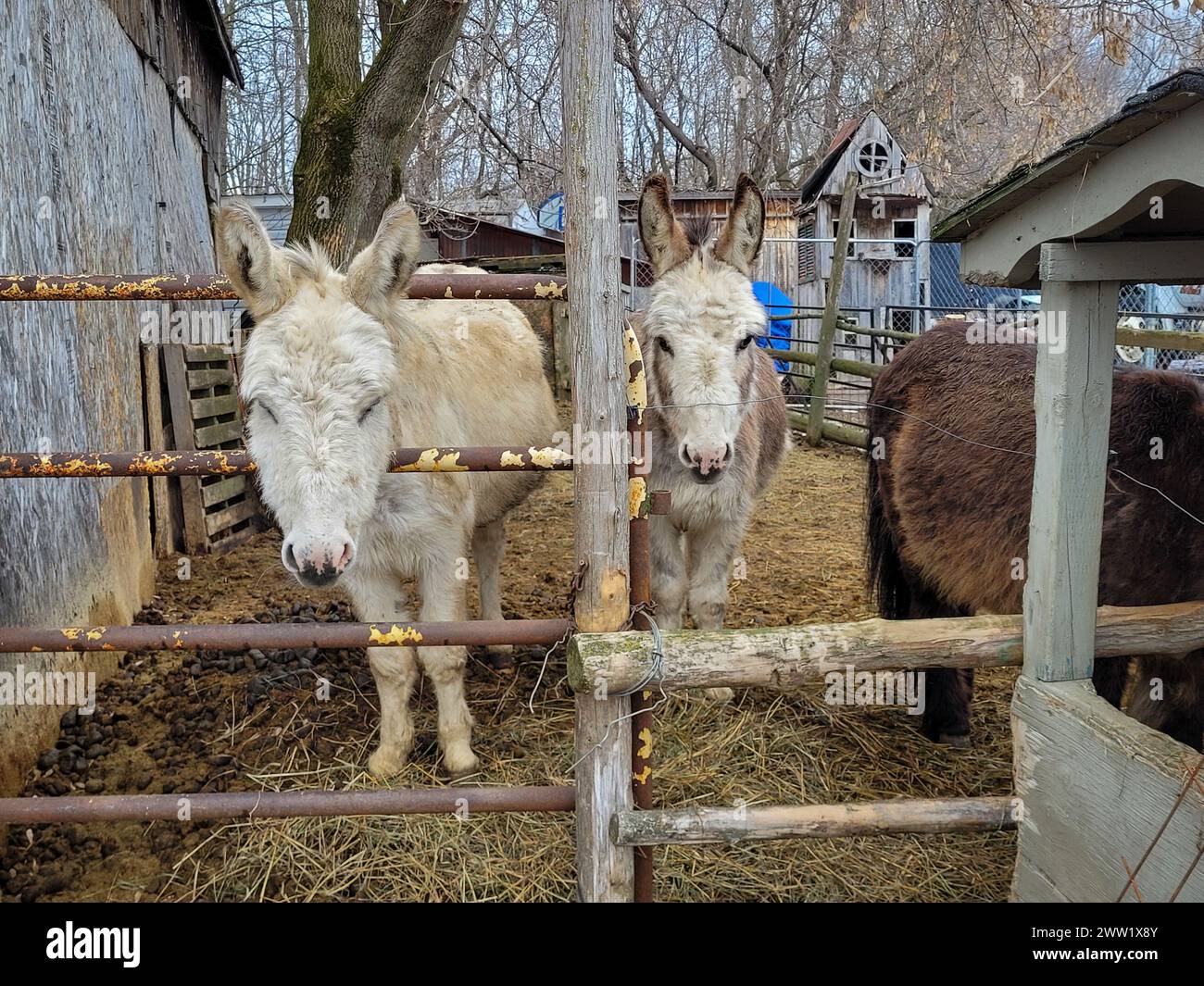 Esel sagen Hallo im herzerwärmenden Moment Stockfoto