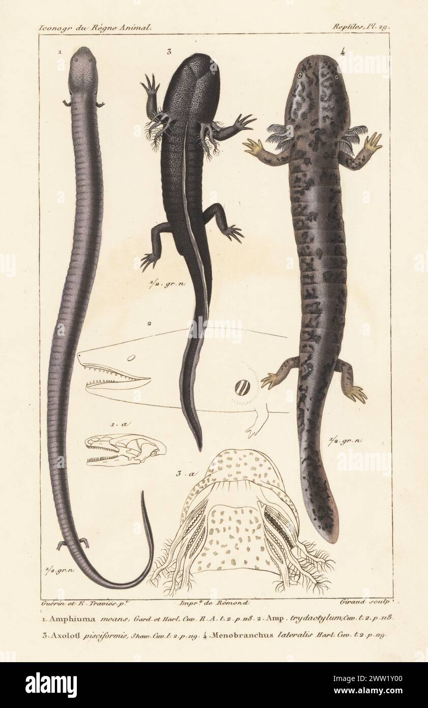 Zweizehige Amphiuma, Amphiuma bedeutet 1, Amphiuma tridactylum, dreizehige Amphiuma 2, kritisch gefährdetes Axolotl, Ambystoma mexicanum 3 und Mudwelpe Necturus maculosus 4. Handkolorierter Kupferstich von Eugene Giraud nach einer Illustration von Felix-Edouard Guérin-Méneville und Edouard Travies aus Guérin-Ménevilles Iconographie du règne Animal de George Cuvier, Ikonographie des Tierreiches von George Cuvier, J. B. Bailliere, Paris, 1829–1844. Stockfoto