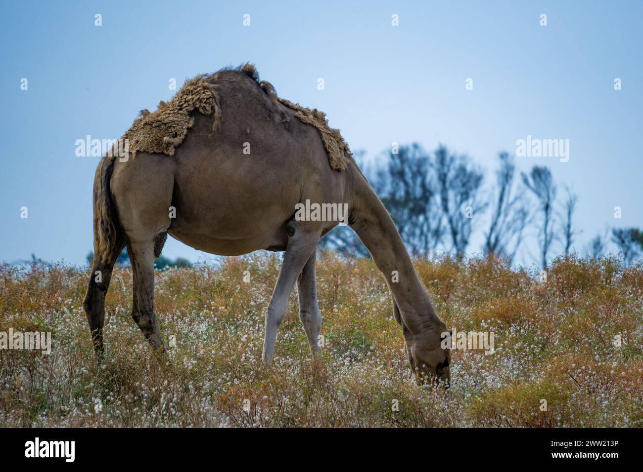 Ein Kamel ernährt sich ruhig inmitten eines Wildblumenfeldes, ein markanter Kontrast zum Leben. Stockfoto