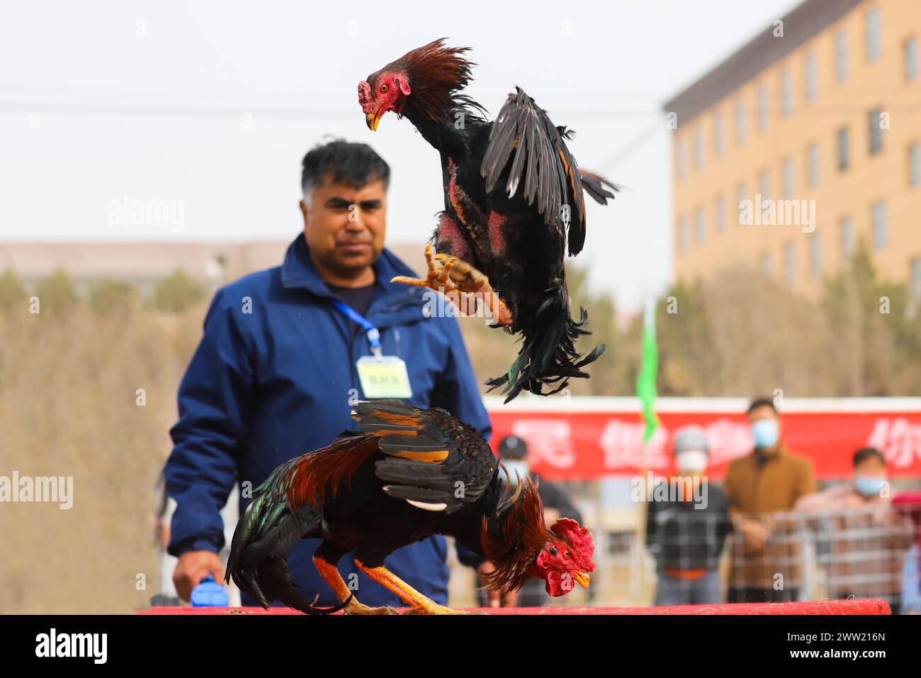 BAZHOU, CHINA - 20. MÄRZ 2024 - Cockkämpfe während der zweiten traditionellen Sportspiele für Bauern und Hirten in Bazhou, Provinz Xinjiang, China, Stockfoto