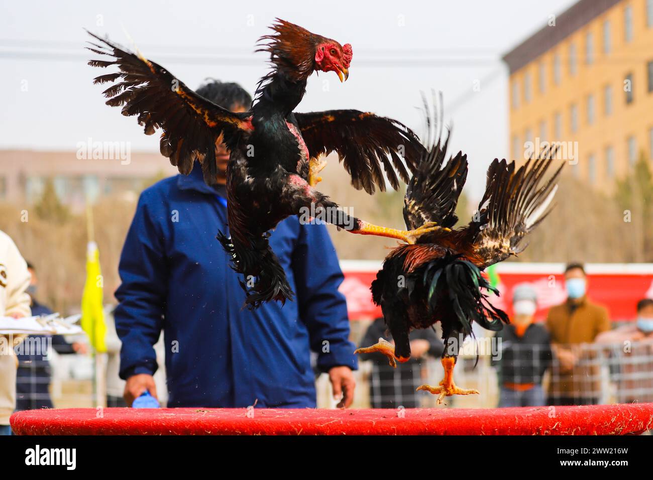 BAZHOU, CHINA - 20. MÄRZ 2024 - Cockkämpfe während der zweiten traditionellen Sportspiele für Bauern und Hirten in Bazhou, Provinz Xinjiang, China, Stockfoto