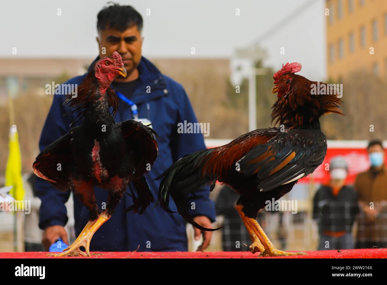 BAZHOU, CHINA - 20. MÄRZ 2024 - Cockkämpfe während der zweiten traditionellen Sportspiele für Bauern und Hirten in Bazhou, Provinz Xinjiang, China, Stockfoto