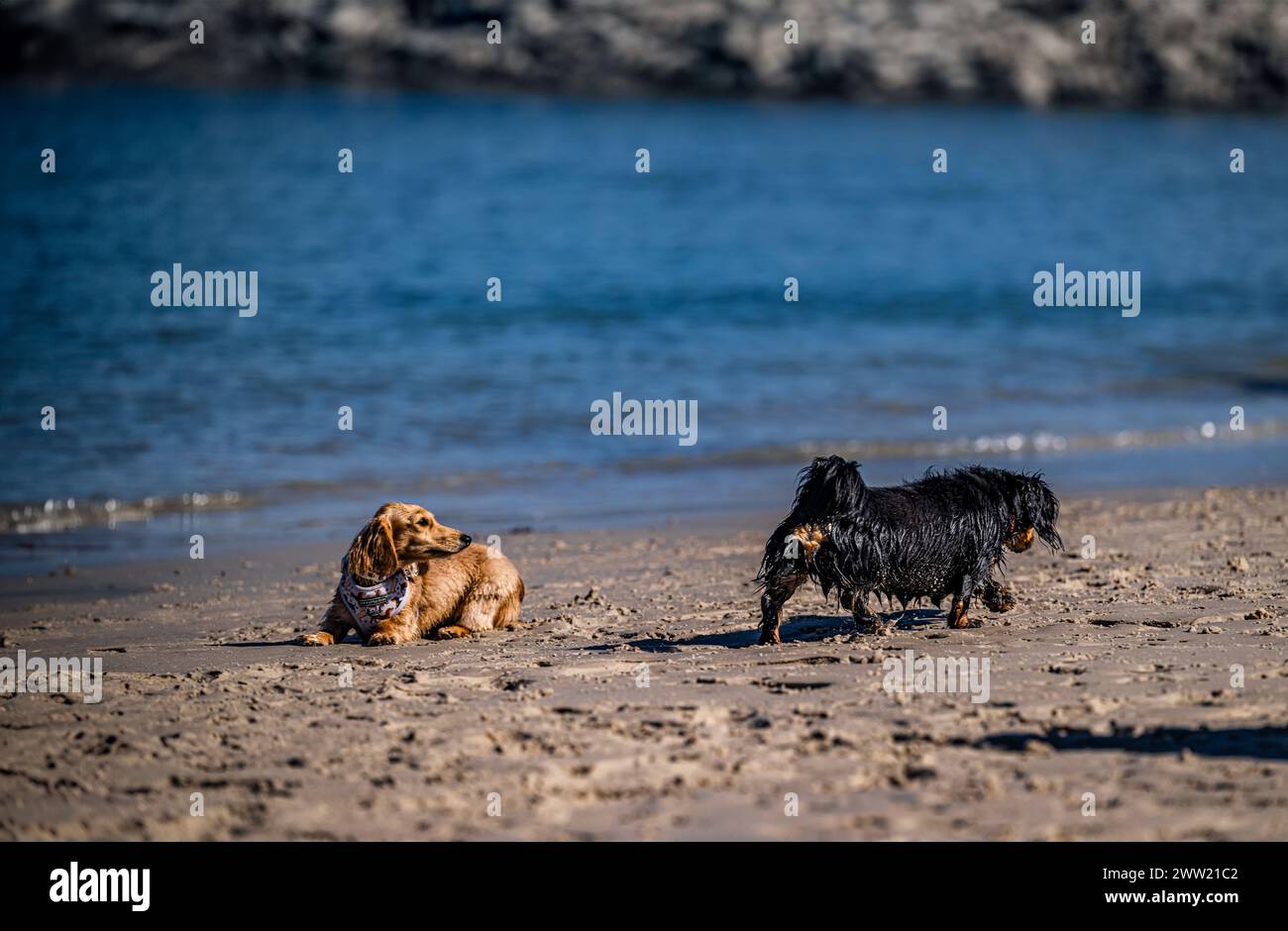 Ein nasser schwarzer Hund und ein sandiger brauner Hund auf einem gemütlichen Strandspaziergang. Stockfoto