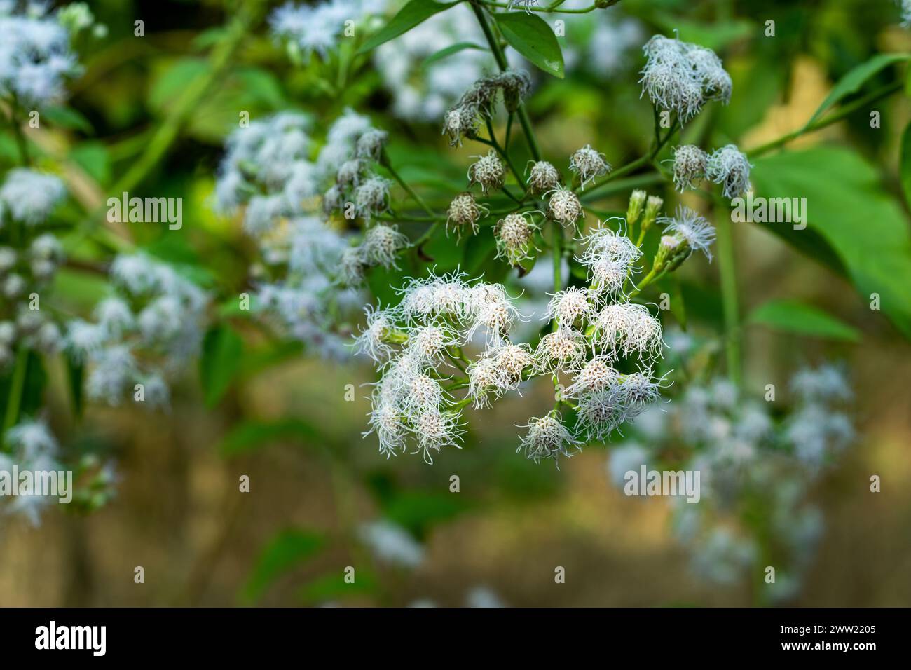 Ageratum oder Bluemink ist ein beliebter Garten, der jährlich sehr einfach aus Samen gezüchtet werden kann. Ageratum Blue Mink blüht mit sehr attraktiven blauen Häusern Stockfoto