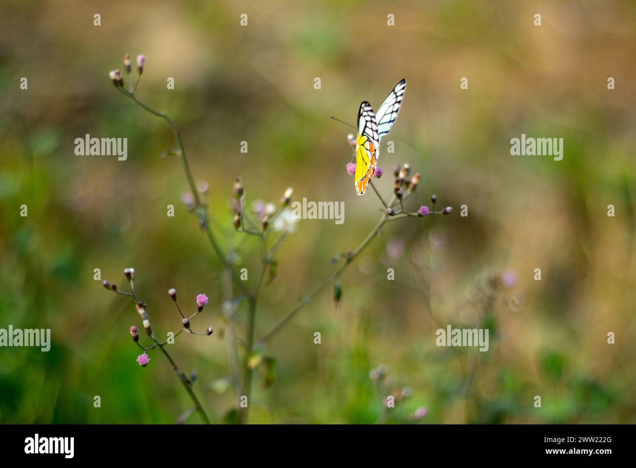 Farbenfroher Schmetterling, der auf dem Ageratum oder Bluemink winzigen Blumen sitzt. Ageratum Blue Mink ist ein einfach anzubauendes, auffälliges Jahr mit einer Fülle von Eye-catc Stockfoto