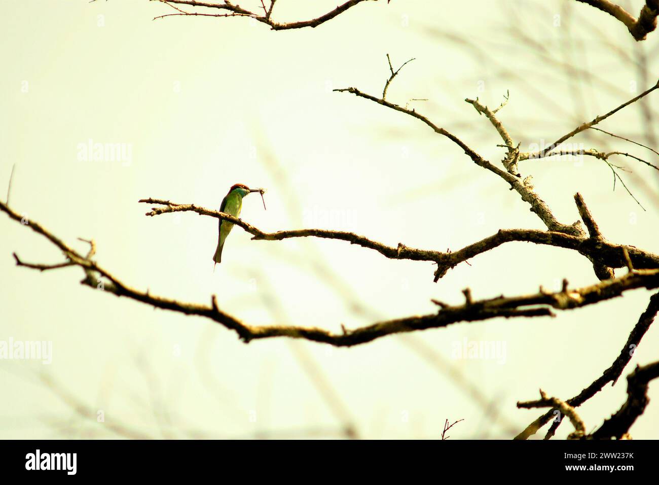 Eine nicht identifizierte Art von Bienenfressern trägt ein Insekt, das mit seinem Segel gefangen wurde, da es auf einem Zweig eines trockenen Baumes im Ujung Kulon Nationalpark in Pandeglang, Banten, Indonesien thront. Die International Union for Conservation of Nature (IUCN) kommt zu dem Schluss, dass steigende Temperaturen unter anderem zu ökologischen, verhaltensbezogenen und physiologischen Veränderungen der Tierarten und der Artenvielfalt geführt haben. „Zusätzlich zu den erhöhten Krankheitsraten und geschädigten Lebensräumen verursacht der Klimawandel auch Veränderungen bei den Arten selbst, die ihr Überleben bedrohen“, schrieben sie in einer Publikation auf IUCN.org. Stockfoto