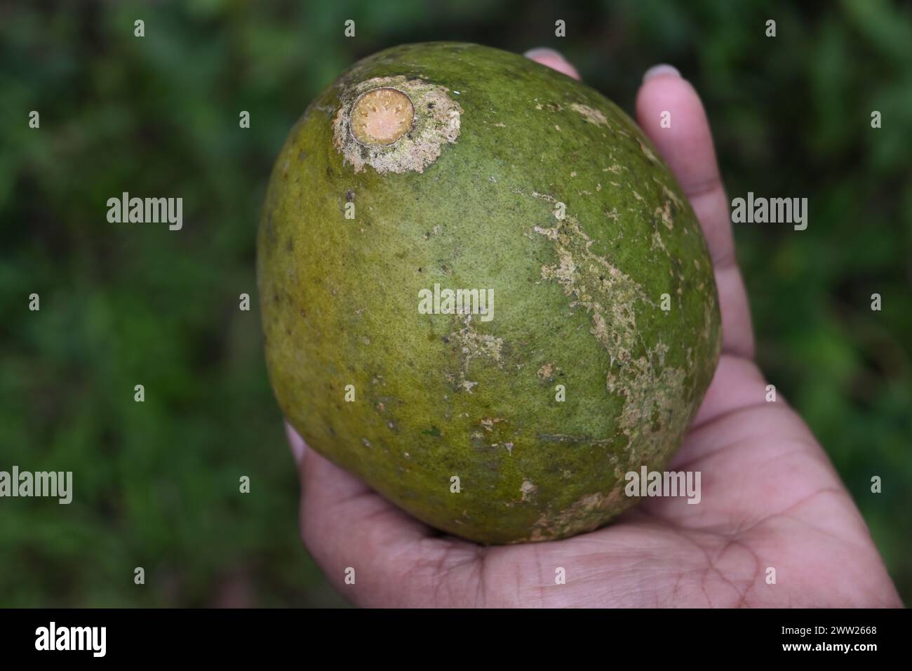 Blick auf eine reife goldene Apfelfrucht (Aegle Marmelos) aus einem hohen Winkel. Eine weibliche Hand hält die Frucht Stockfoto