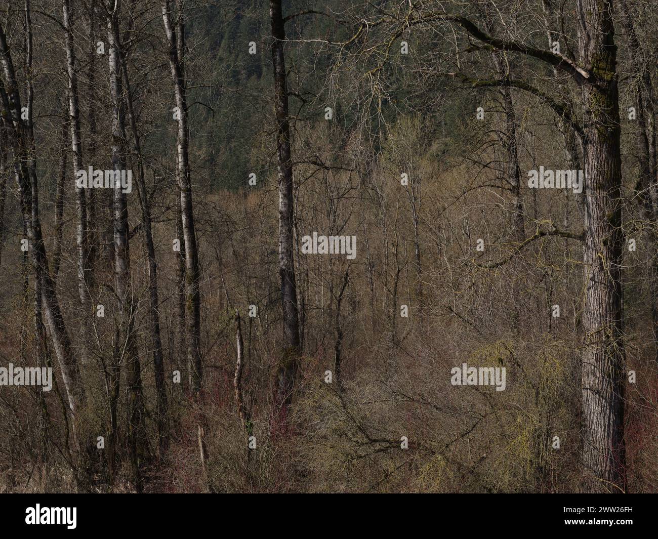 Spring Forest - Vedder River, Chilliwack, BC, Kanada Stockfoto