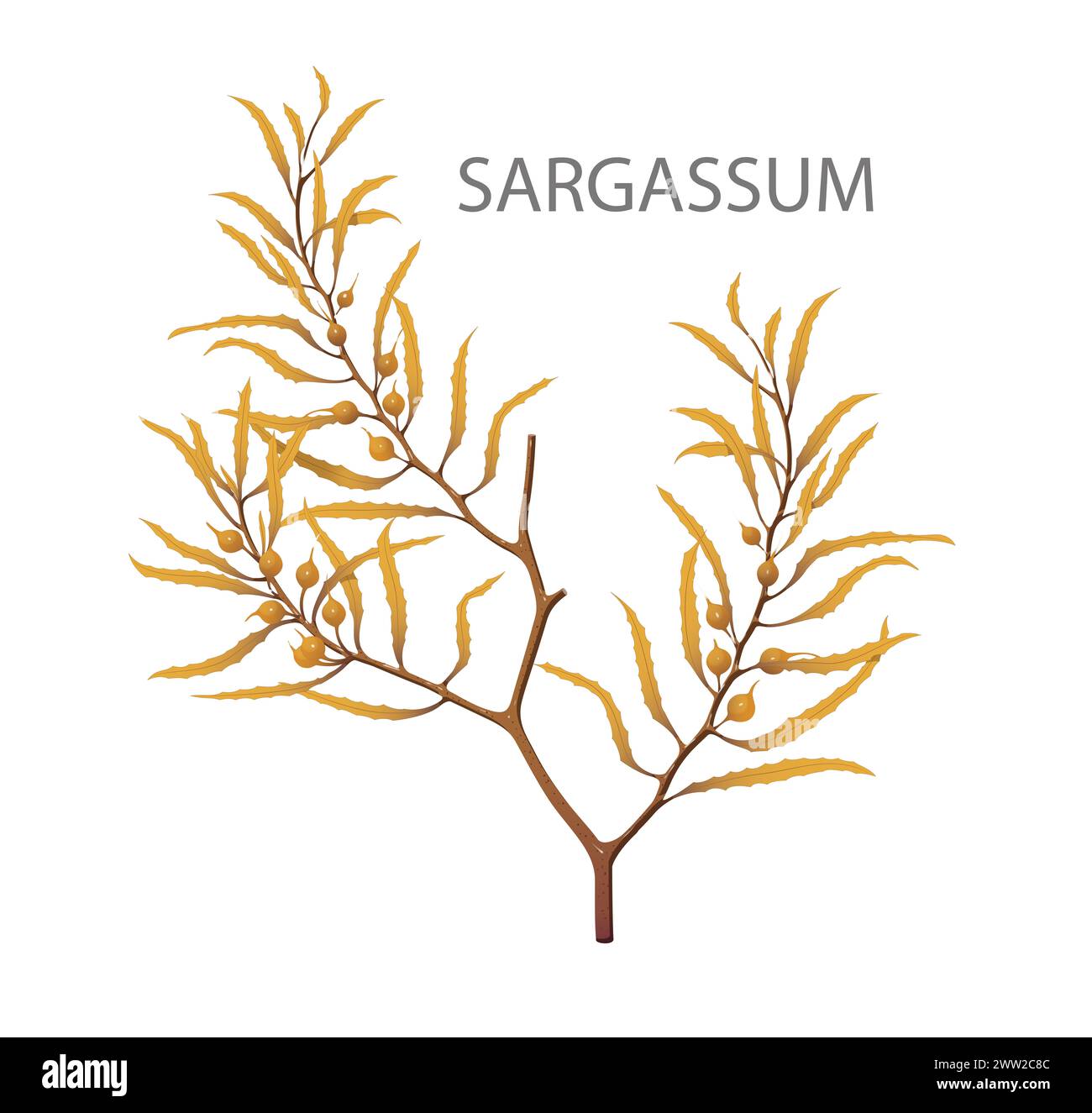 Sargassum: Algen oder Braunalgen Stockfoto