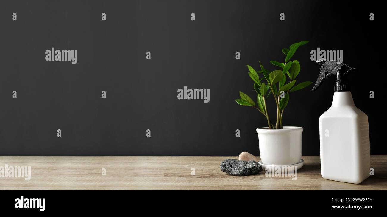 Moderne Zimmerpflanzengesundheit und Zen-Konzept-Vorlage. Minimalistische Pflanzen in Töpfen mit Wassersprühstab auf Holztablett über dunklem Hintergrund mit Kopierraum Stockfoto