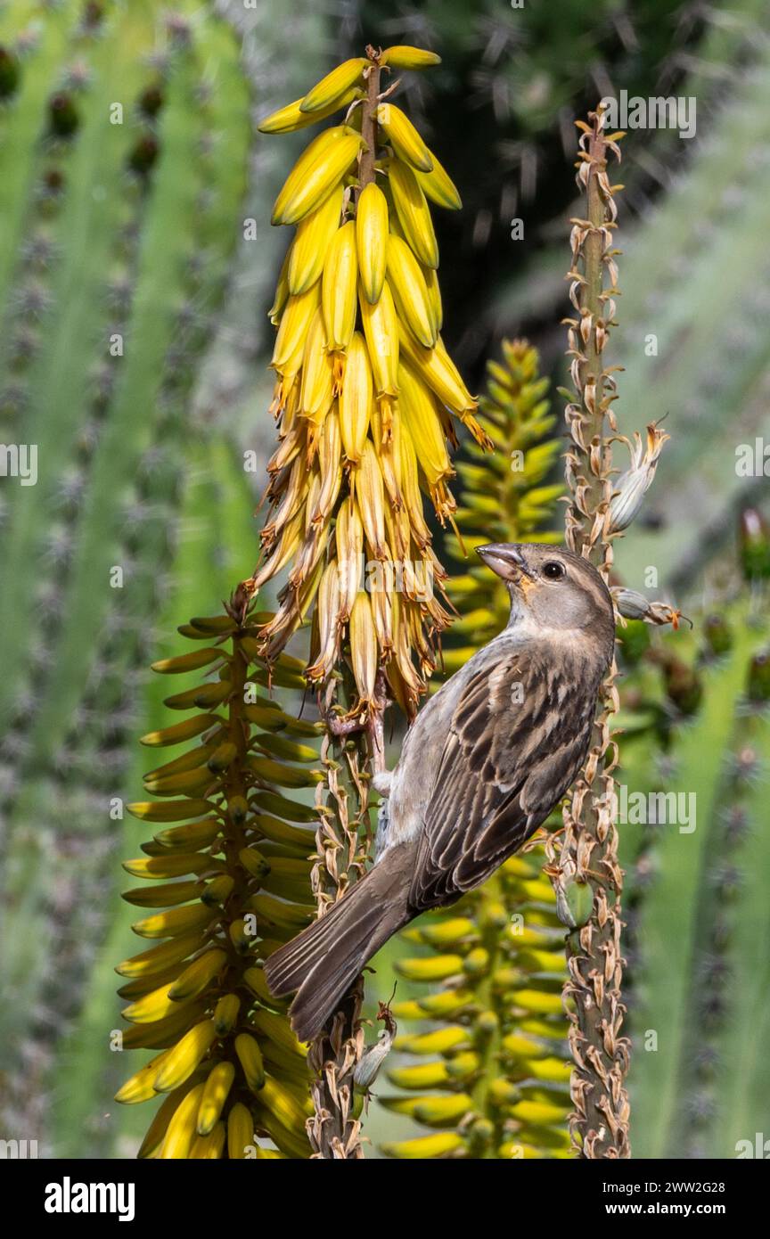 Haus Spatzen, Passer domesticus, auf gelben Blüten von Aloe Vera, Fuerteventura, kanarischen Inseln, Spanien Stockfoto