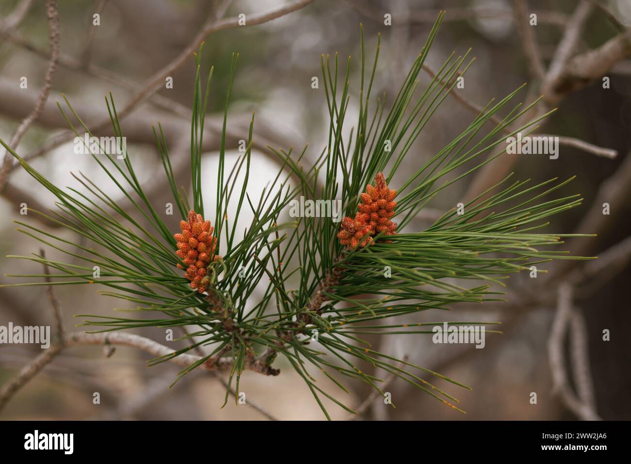 Kegelsprossen von Aleppo-Kiefer oder Aleppo-Kiefer, pinus halepensis, im Frühjahr Stockfoto