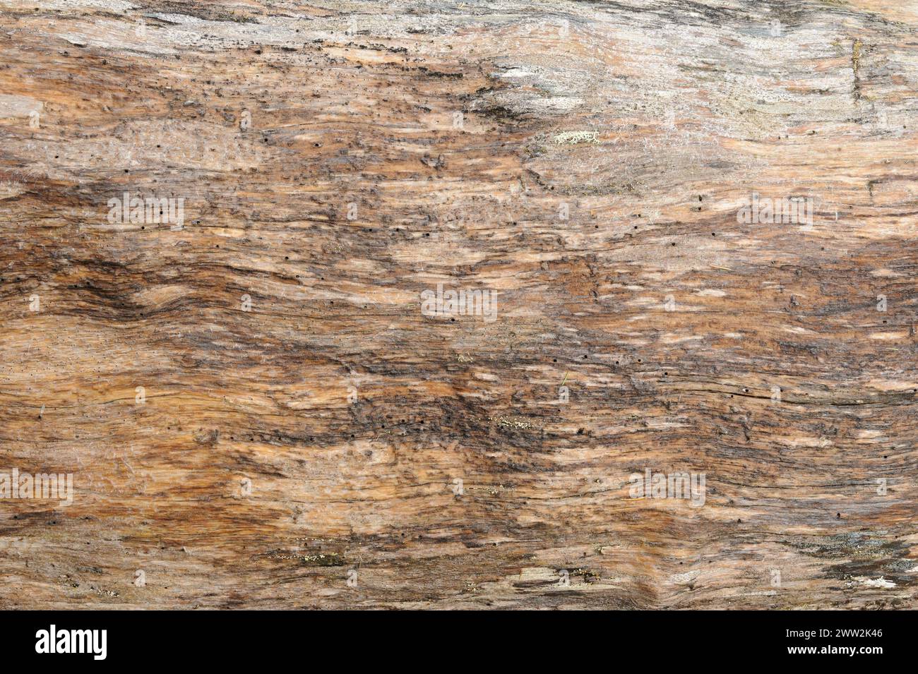 Ein detaillierter Blick auf die Körnung, Textur und Muster auf einer alten Holzoberfläche. Stockfoto