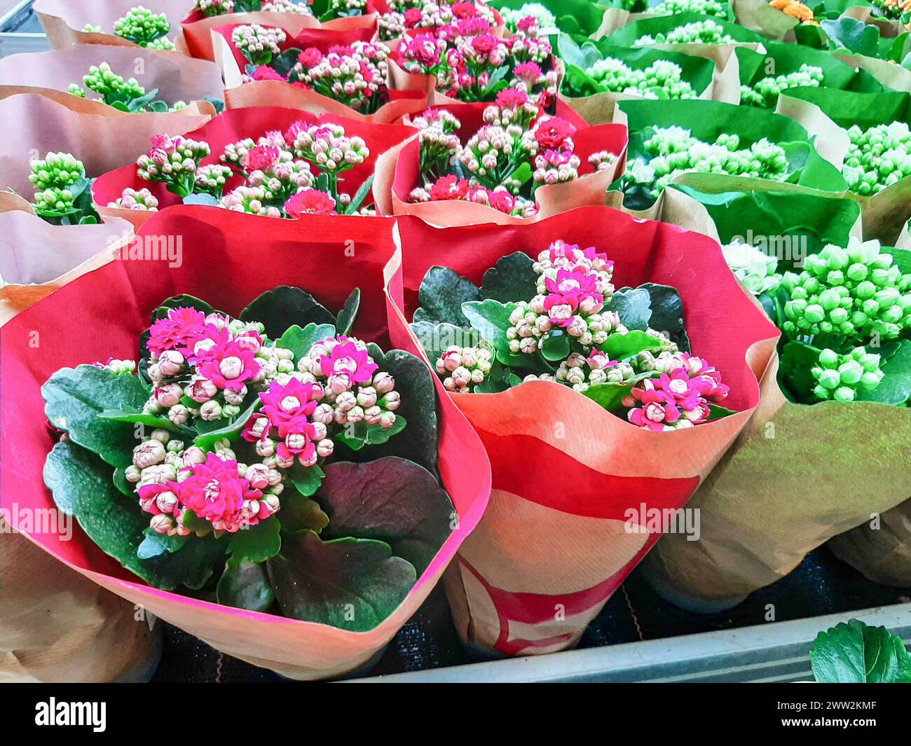 Frühlingsblumen in einer Gärtnerei *** Frühlingsblumen in einer Gärtnerei Copyright: XLobeca/RHx Stockfoto