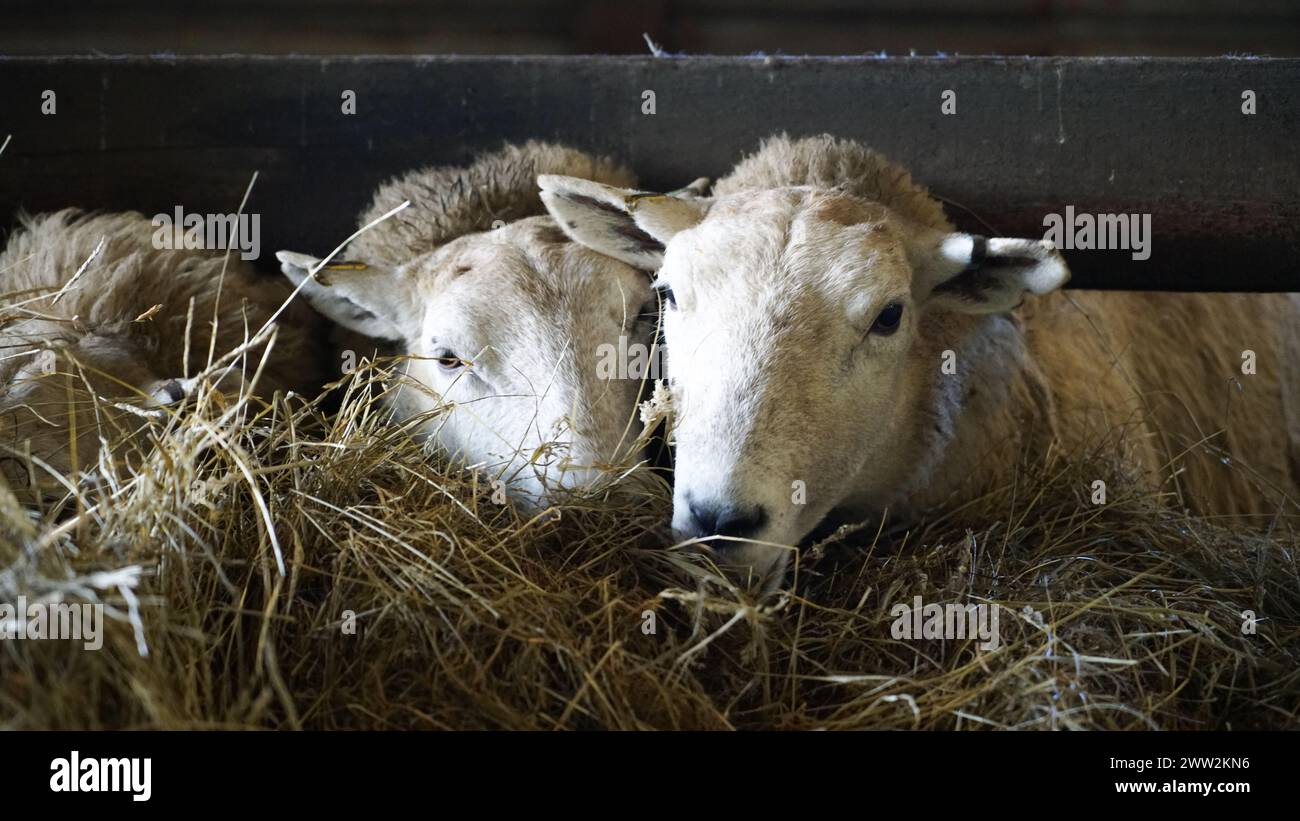 Eine walisische Herde von Eischafen und Lämmern, die sich von Heu ernähren, in einer Scheune in Wales, März 2023 Stockfoto