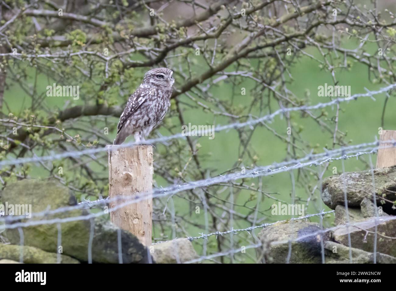 Die kleine Eule (Athene noctua) saß auf einem Pfosten Stockfoto