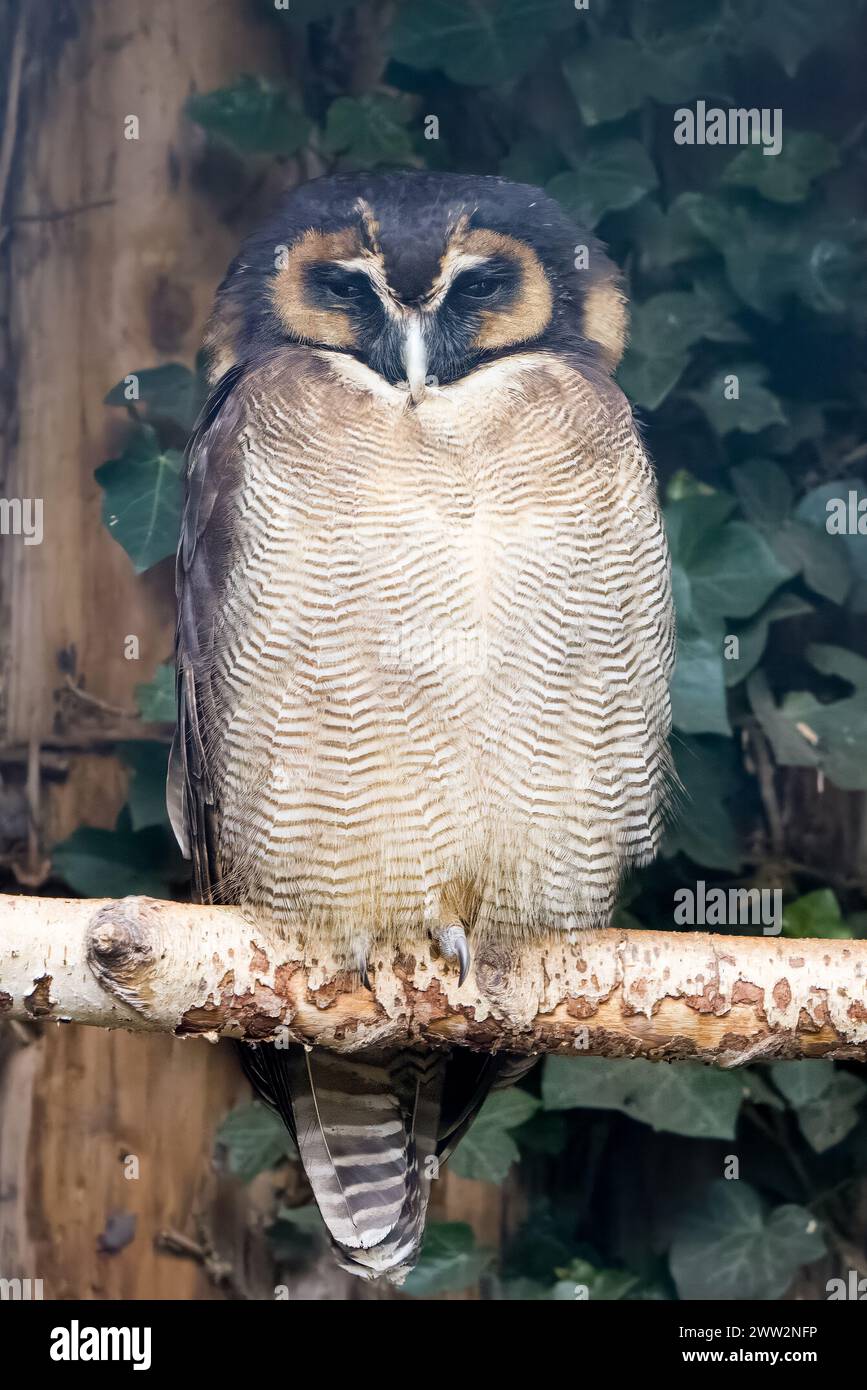 Braune Holzeule (Strix leptogrammica) auf der Höhe Stockfoto