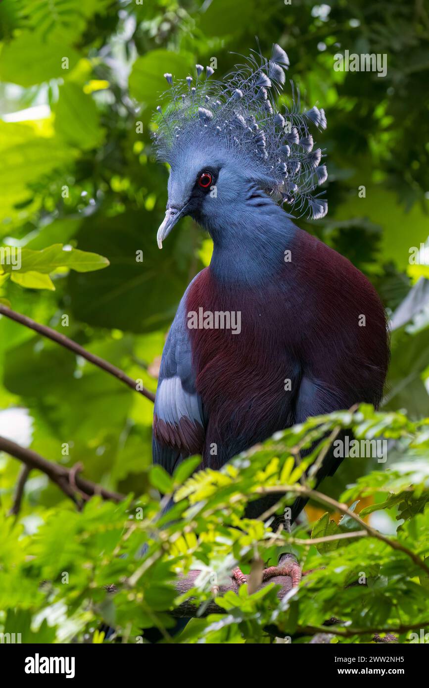 Victoria gekrönte Taube (Goura victoria), die auf einem Baum thront Stockfoto