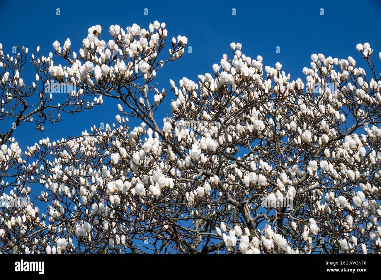 Weißer Magnolienbaum in voller Blüte Stockfoto