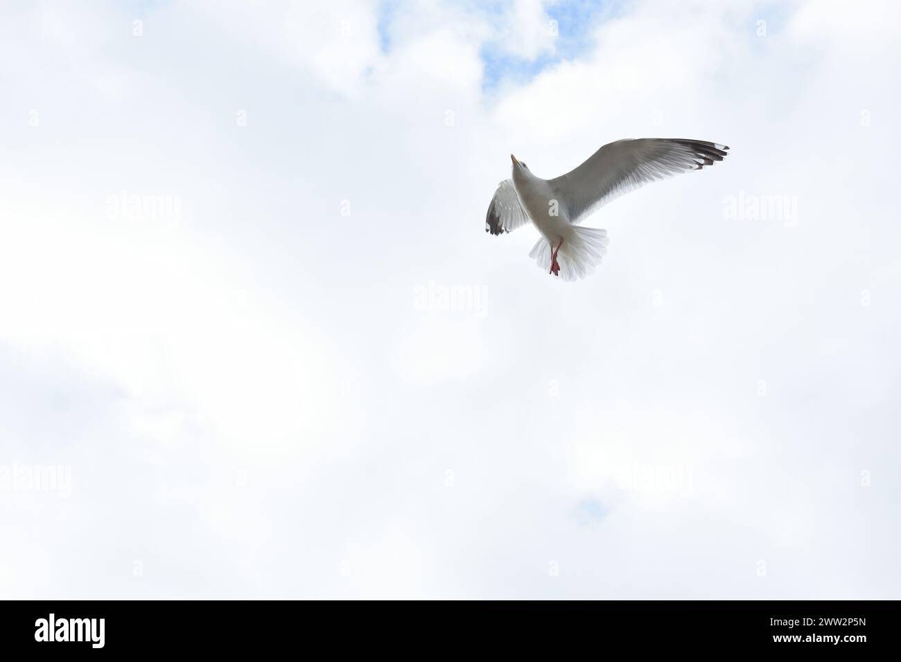 Fliegende Möwe auf der Suche nach Nahrung Stockfoto