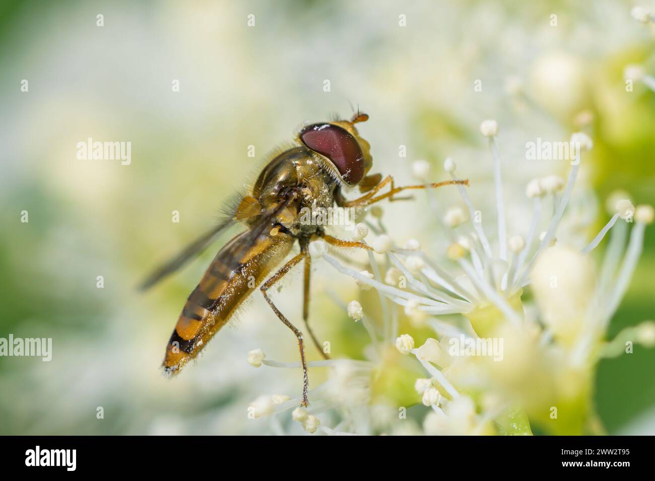 Eine Marmelade schwebfliege (Episyrphus balteatus), die eine weiße Blume fresst, sonniger Tag im Sommer, Wien (Österreich) Stockfoto
