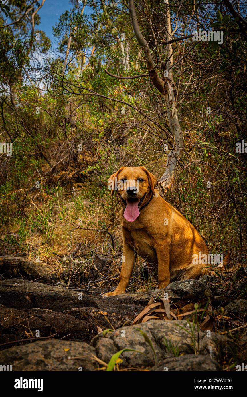 Der loyale Blick eines Hundes, während er auf einem felsigen Pfad sitzt. Stockfoto