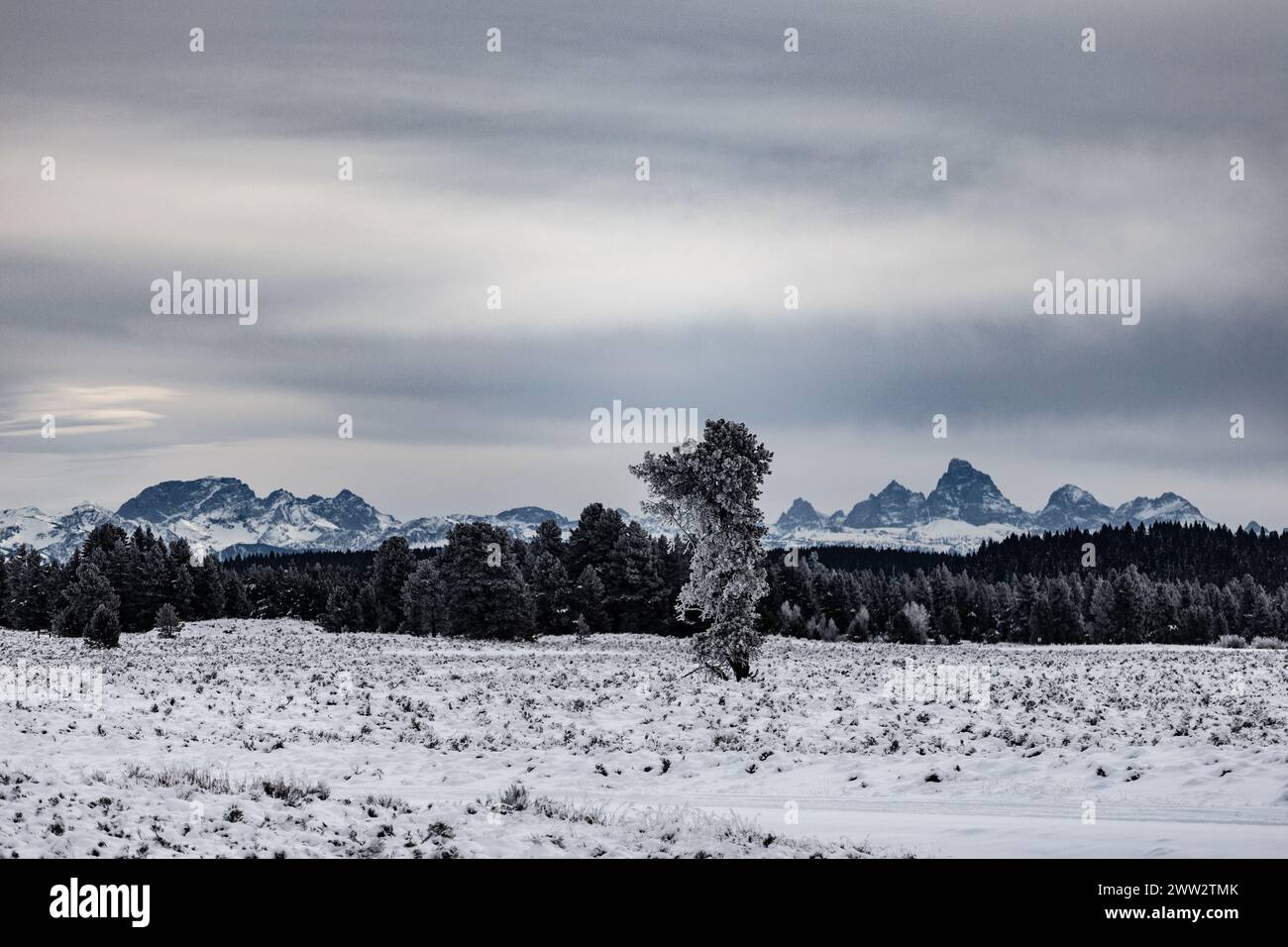 Die schneebedeckten Grand Teton Berge im Winter Stockfoto
