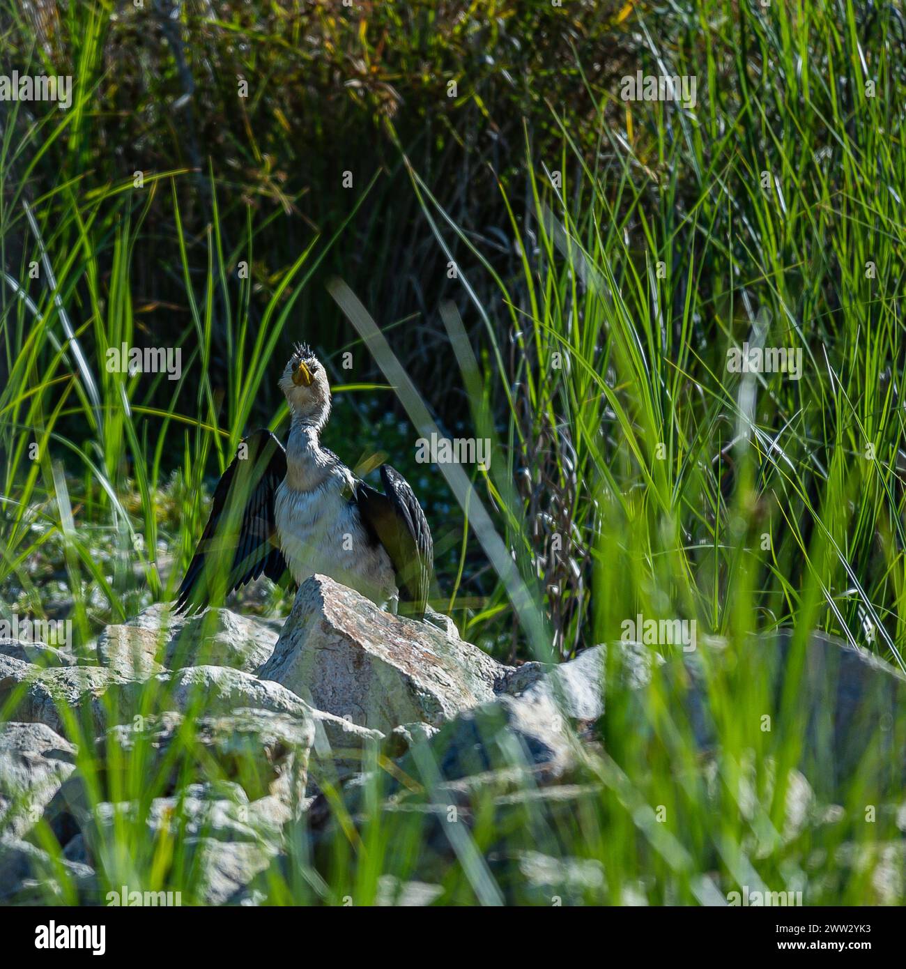 Ein Vogel steht auf einem Felsen und blickt mit Absicht und Fokus in die Ferne. Stockfoto