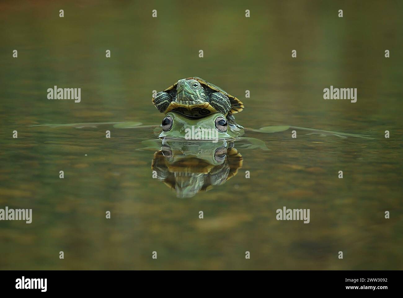 Gemeinsam über den Fluss reitend INDONESIEN drehte Eine SCHILDKRÖTE den Tisch auf einem Frosch, indem sie auf seinem Kopf für eine Joyride hockte. In der Stadt von Stockfoto