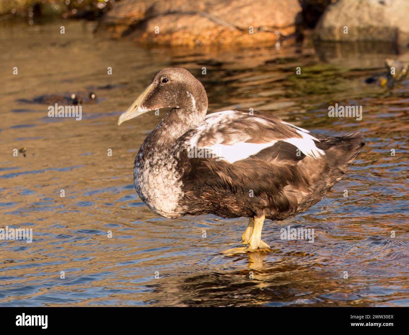 Eider, Somateria mollissima, Erwachsener in Sonnenfinsterngefieder, stehend im flachen Wasser im goldenen Stundenlicht, Limfjord, Nordjylland, Dänemark Stockfoto