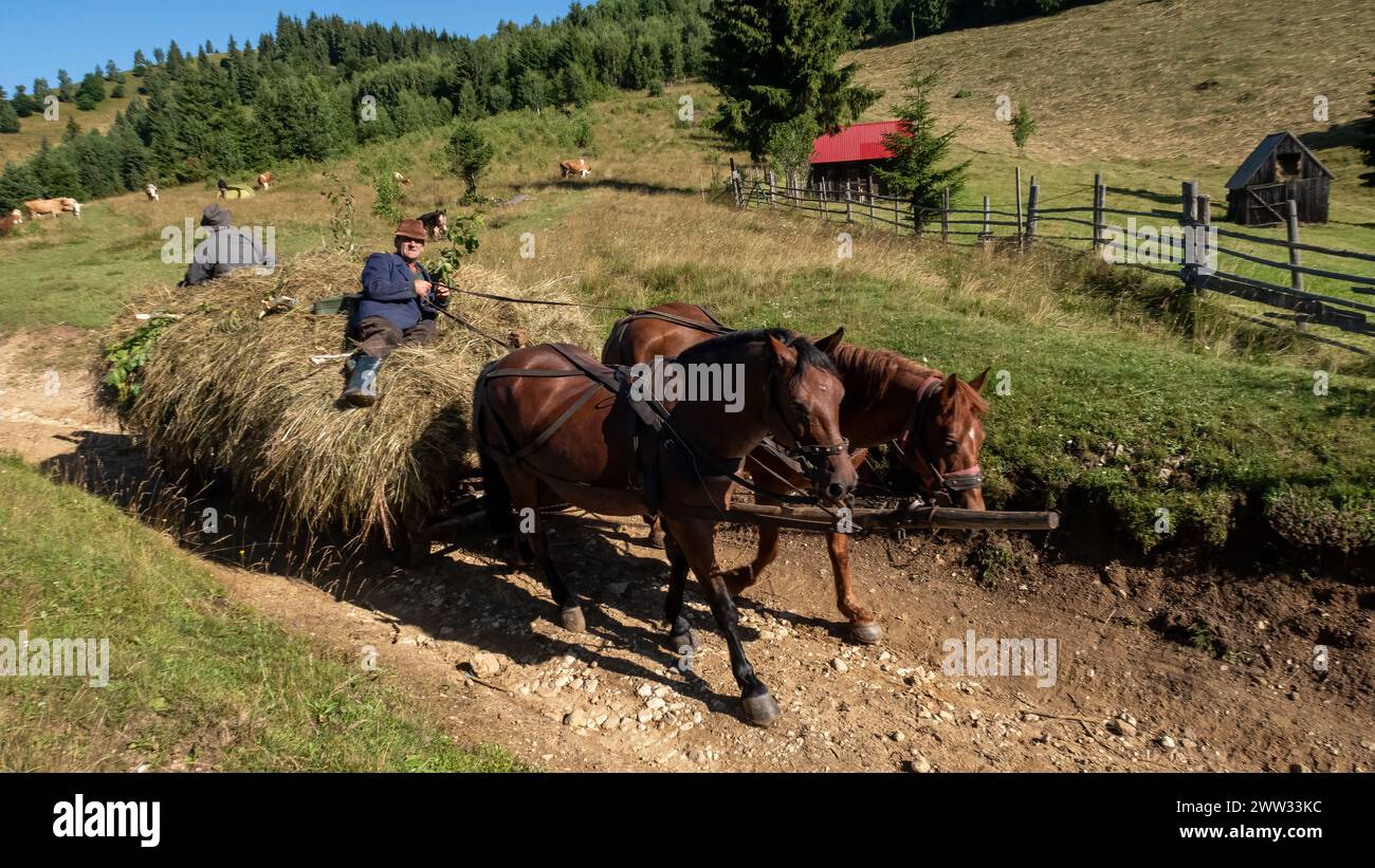 Heuernte in den karpaten Rumäniens Stockfoto