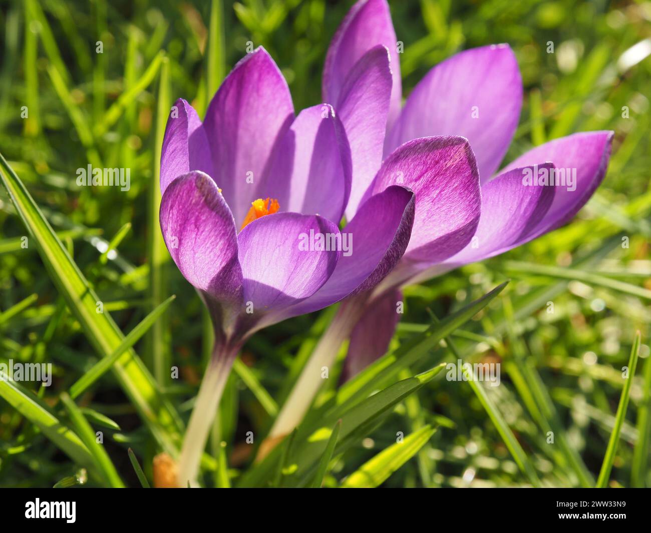 Nahaufnahme von schönen Krokussen im Gras im Garten an einem sonnigen Wintertag Stockfoto