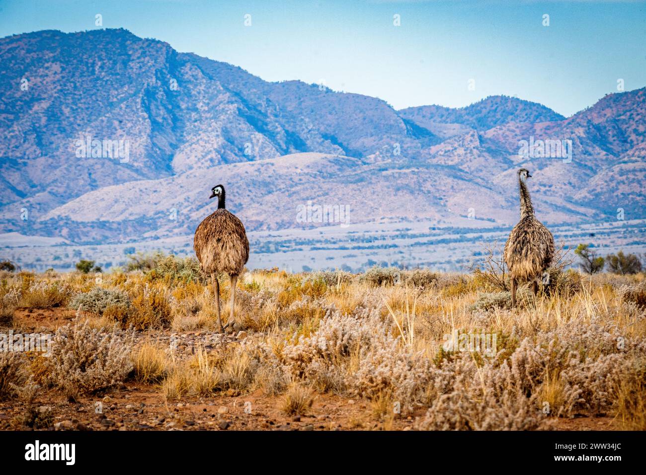 Zwei Emus schreiten selbstbewusst durch die Buschland mit Bergkulisse. Stockfoto