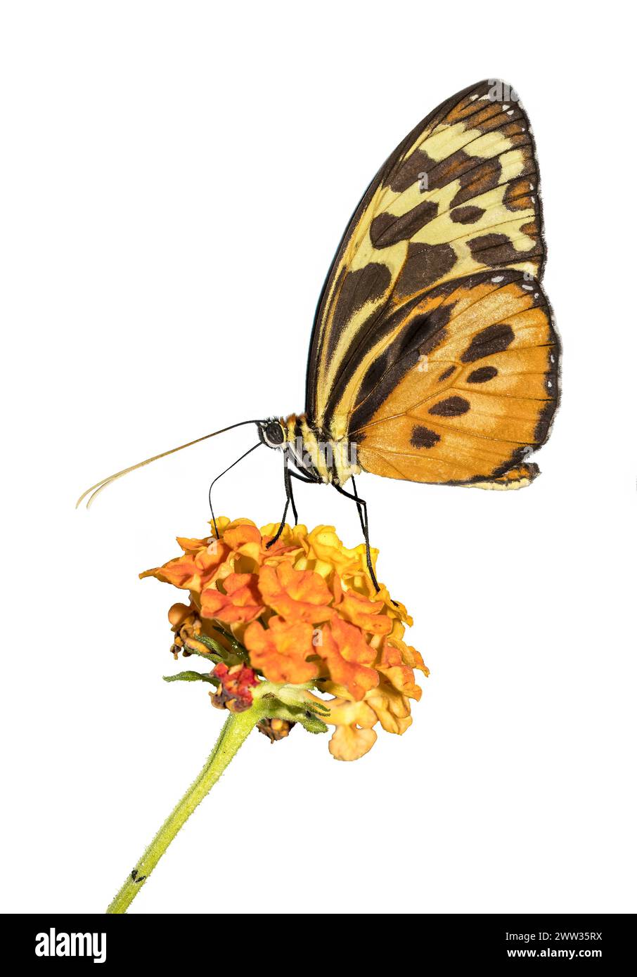 Schmetterlinge, die an Blumen fressen, Heliconius ismenius, Verteilung Mexiko, Costa Rica, Panama, Venezuela, Äquator, Kolumbien Stockfoto