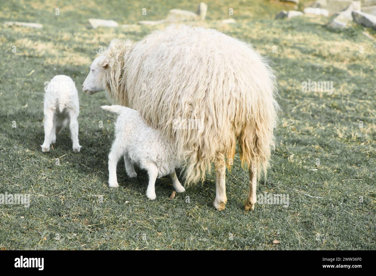 Osterlamm trinkt mit seiner Mutter auf einer grünen Wiese. Baby-Bauernhoftier auf einer Farm. Tierfoto Stockfoto