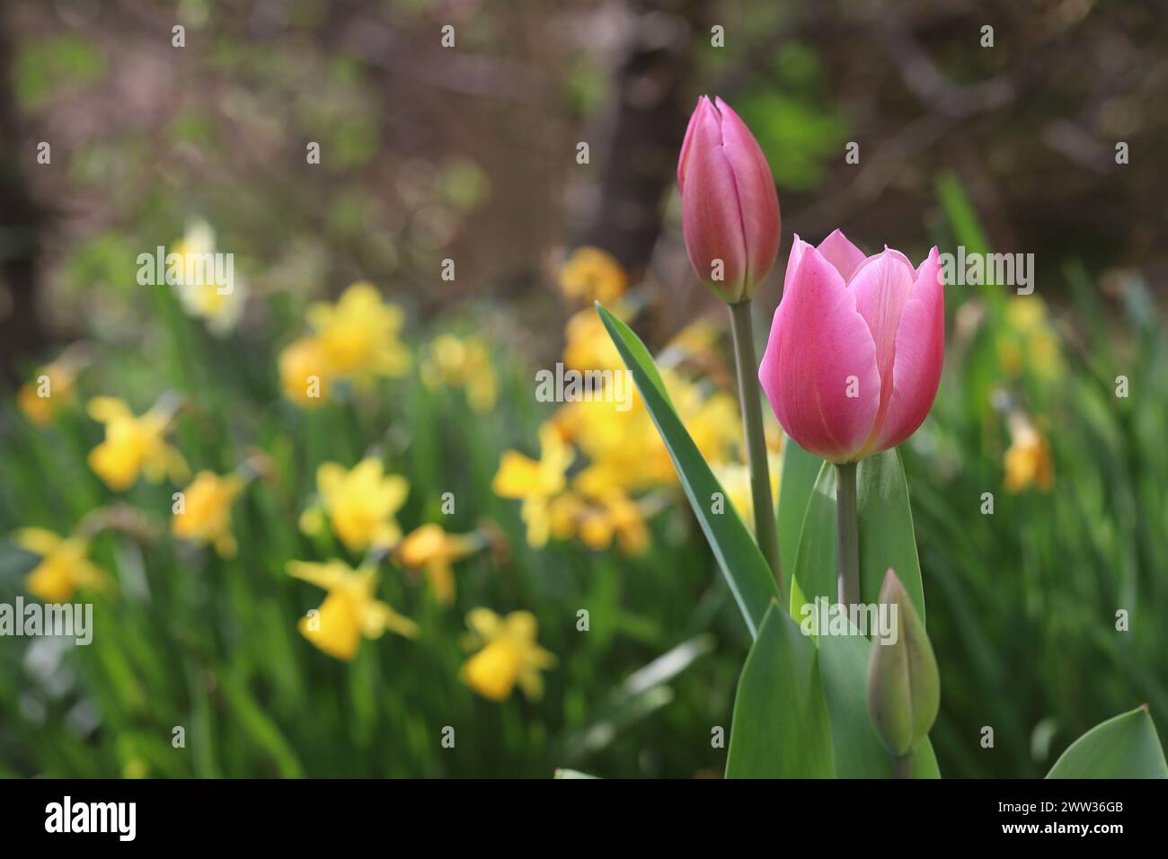 Nahaufnahme von zwei wunderschönen rosa Tulpen in einem Frühlingsbett, verschwommener Hintergrund, selektiver Fokus Stockfoto