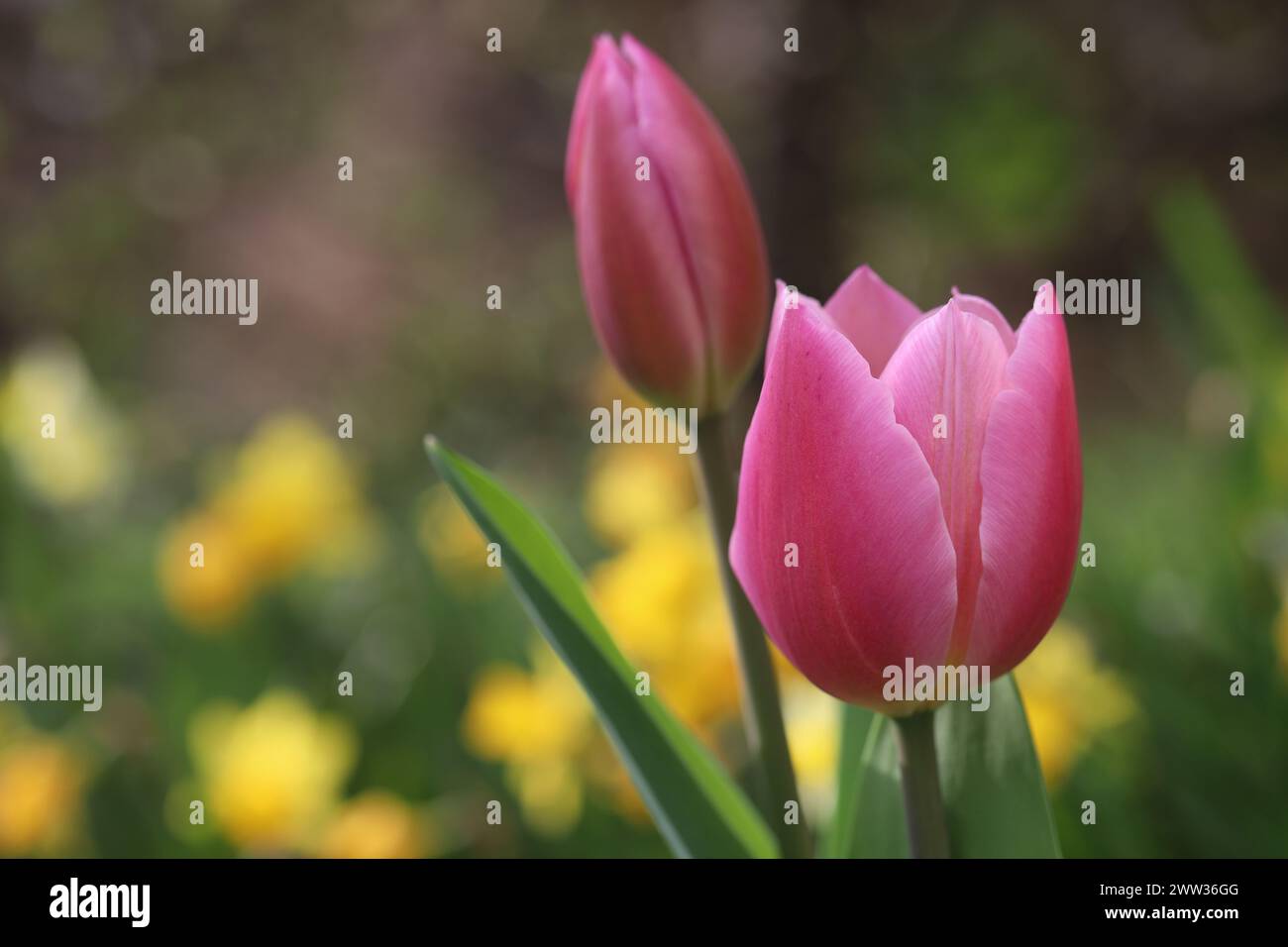 Nahaufnahme einer wunderschönen rosa Tulpe vor einem unscharfen Hintergrund im Frühling Stockfoto