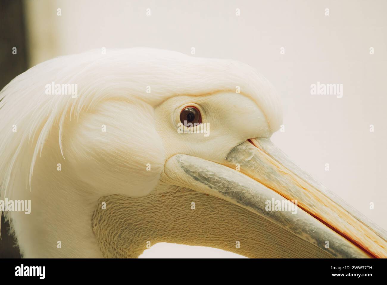 Nahaufnahme des großen Pelikans ( Pelecanus onocrotalus) Stockfoto