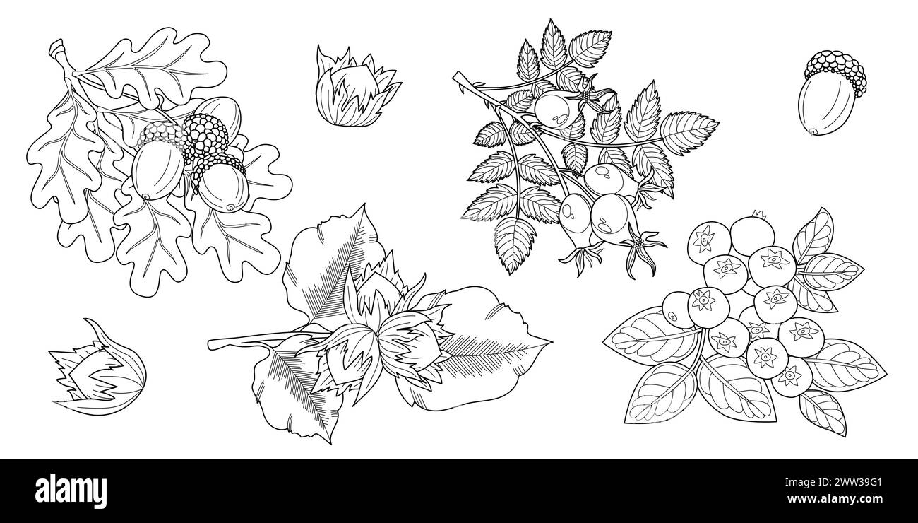 Satz von Verzweigungen mit Blättern. Eiche, Haselnuss, Heidelbeere, Hunderose. Vektorabbildung Stock Vektor
