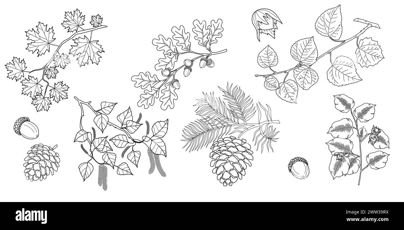 Satz von Verzweigungen mit Blättern. Ahorn, Eiche, Linde, Haselnuss, Birke betula Zweig mit Blättern, Tannenzapfen. Vektorabbildung Stock Vektor