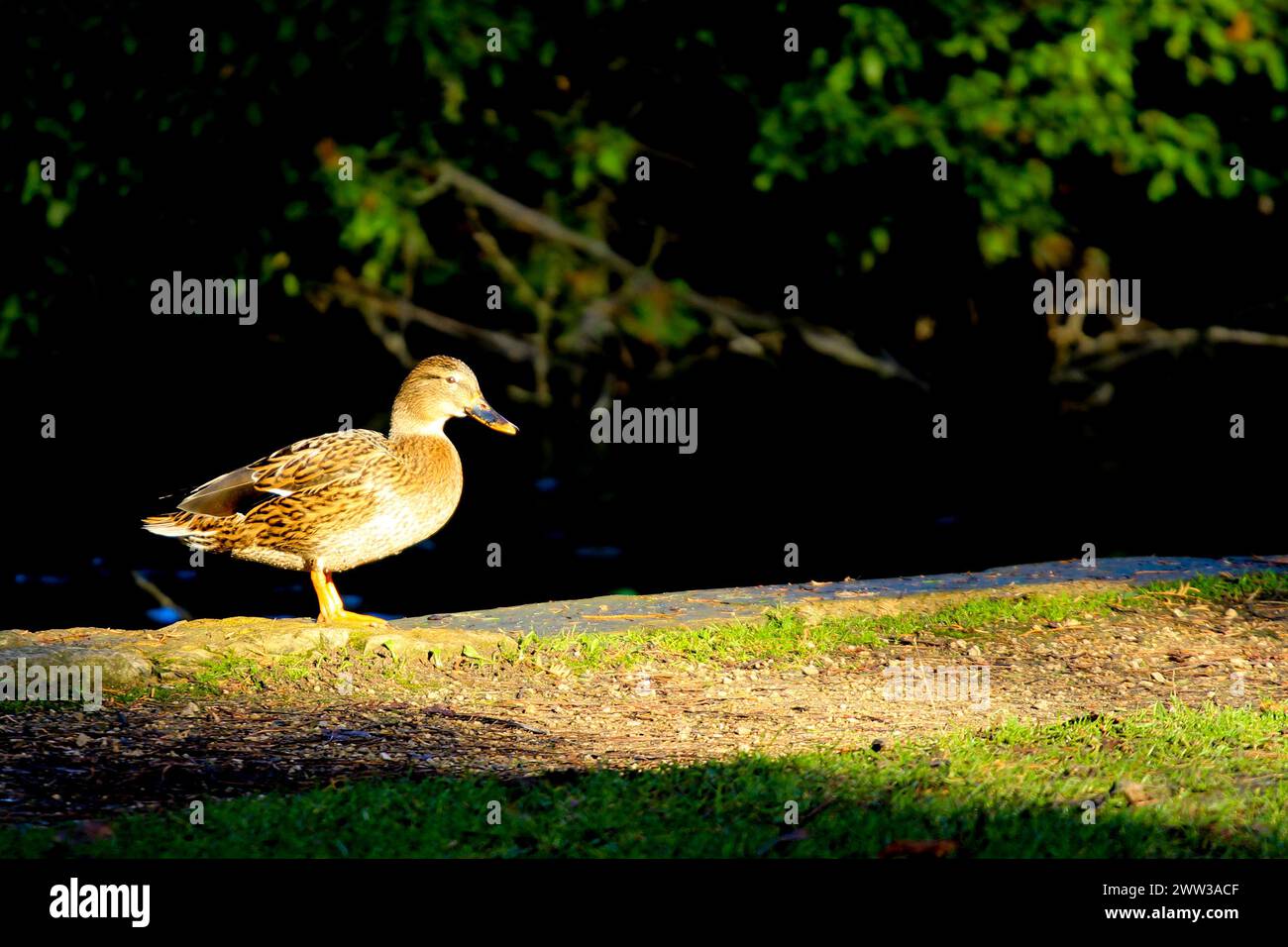 Eine Nahaufnahme einer Ente, die bei Sonnenuntergang in einem Park steht Stockfoto