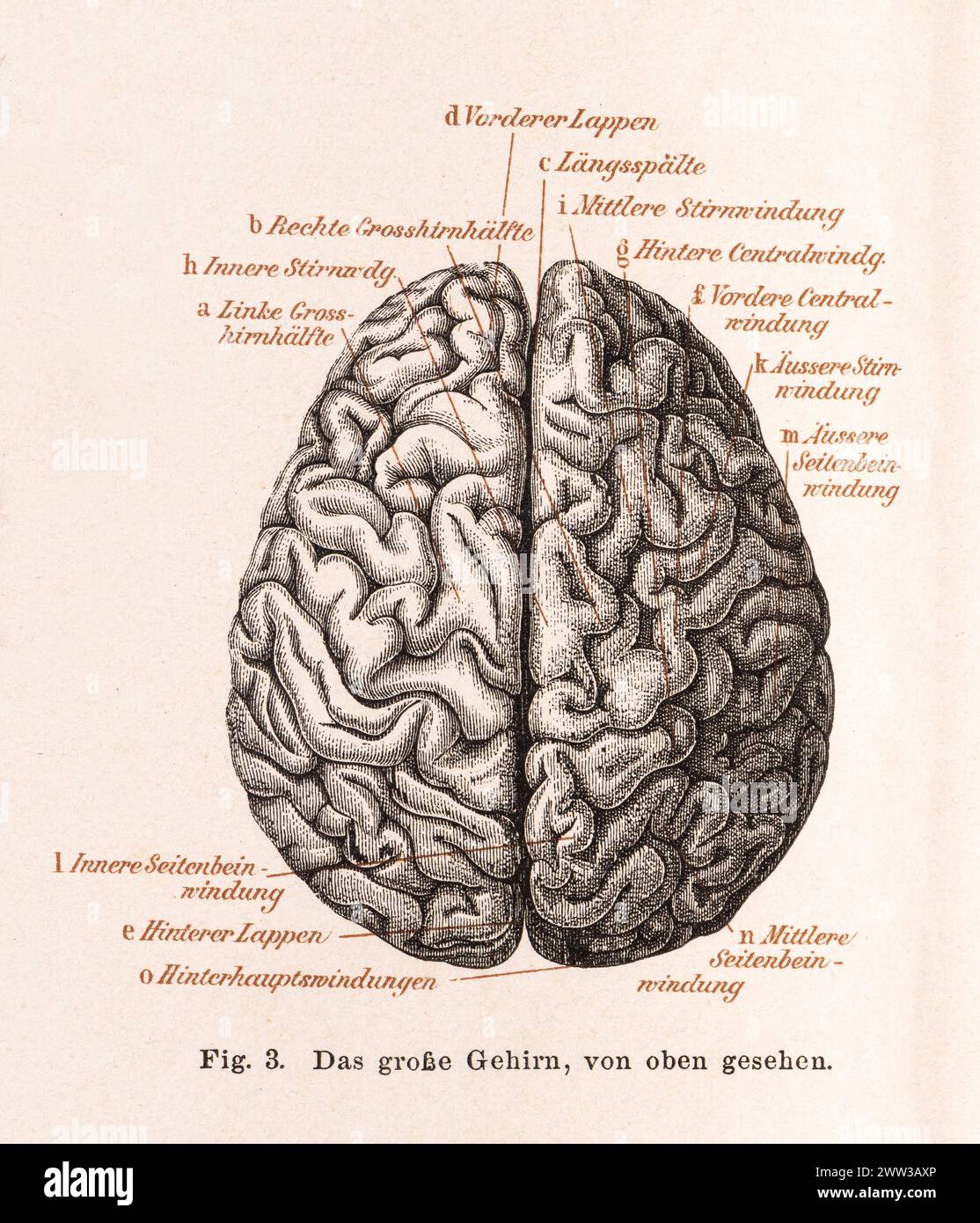 Medizin, Anatomie, Illustration, menschliches Gehirn von oben, Gehirn, Gehirn mit detaillierten Falten, mit Beschriftung, linkes und rechtes Gehirn Stockfoto
